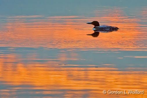 Loon In Sunset Reflection_53842.jpg - Common Loon (Gavia immer) photographed along the Rideau Canal Waterway at Kilmarnock, Ontario, Canada.